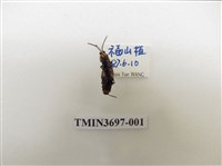 藏品(膜翅目(蜂))的圖片